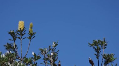 Banksia ağacının açtığı durağan manzara