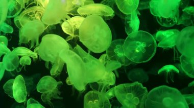 Aydınlatılmış akvaryumda yüzen renkli denizanaları