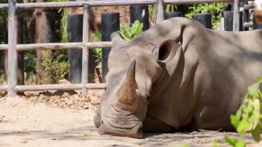 Bir gergedan, kabuğunun içinde huzur içinde dinleniyor.