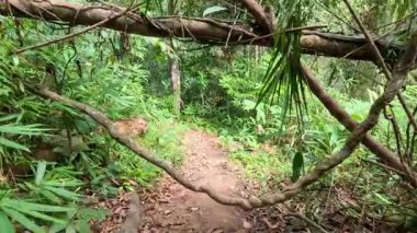 Yoğun yeşilliklerle çevrili yemyeşil orman yolu.