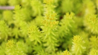 Çiçek açmış Taş Roket bitkilerinin ayrıntılı görünümü