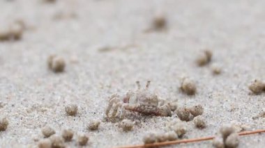 Kumsalda hayalet bir yengeç dolaşıyor.