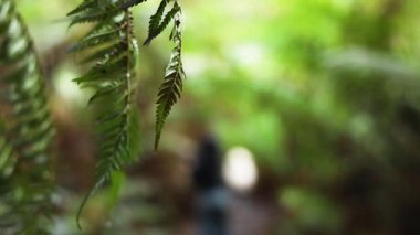 Bulanık arkaplanı olan eğreltiotu yakın plan