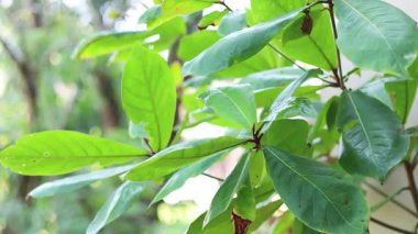 Yaprakların yaklaşması rüzgarda hafifçe hareket ediyor