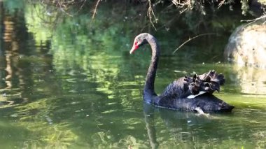 Sırtında cygnetlerle yüzen siyah kuğu.