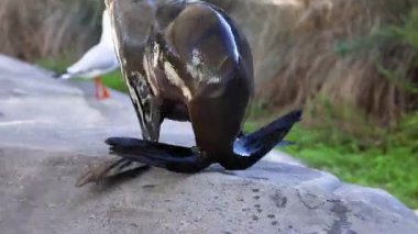 Şirin bir fokun yakın çekimi.