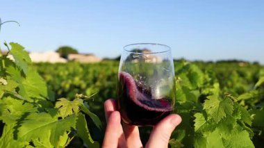 Üzüm bağında şarap kadehi tutan el.