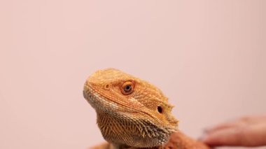 Bir el, sakallı bir ejderhayı nazikçe okşar.