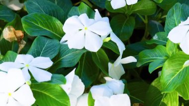 Beyaz çiçekler yemyeşil yaprakların arasında