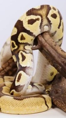 Bir piton, dalın etrafını zarifçe sarar ve kontrollü bir ortamda karmaşık desenlerini ve pürüzsüz hareketlerini gösterir.