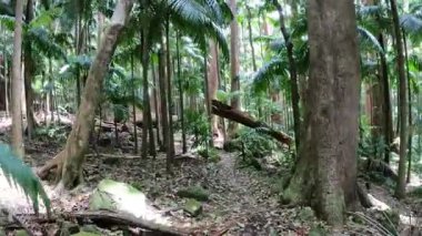 Bereketli bir ormanın sakin bir keşfi.