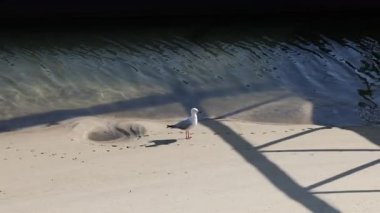 Rıhtımın gölgesinde su kenarında yürüyen martı.