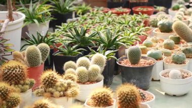 Masadaki tencerelerde çeşitli kaktüsler sergileniyor.