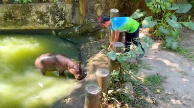 Bekçi, pigme hipopotam ile etrafını sararak etkileşime girer.