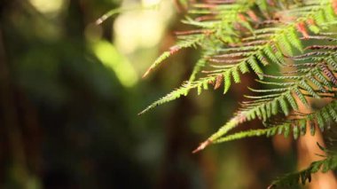 Yağmur ormanlarında eğreltiotu yaprağına yakın çekim