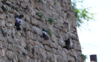 Tarihi bir taş duvarda güvercinler etkileşime geçiyor.