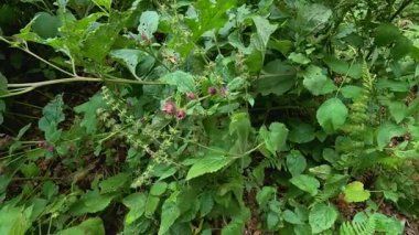 Yeşil yapraklı, devedikenleri doğal ortamda.