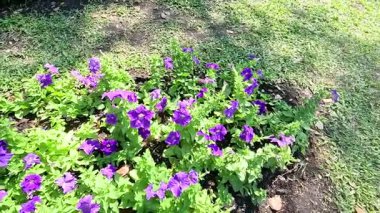 Renkli çiçekler yemyeşil bir bahçede açıyor.