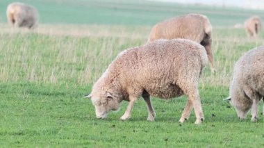 Koyunlar yemyeşil çimlerde huzur içinde otluyor.