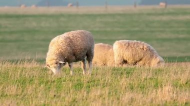 Koyun otlakta huzur içinde otluyor.