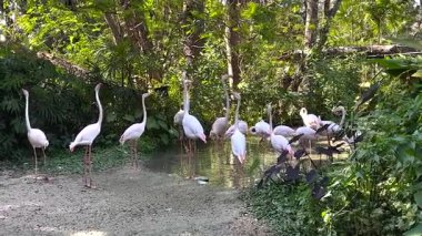 Flamingolar verimli bir hayvanat bahçesi ortamında etkileşim halindedirler.