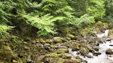 Akan akarsu yemyeşil ormanlarda