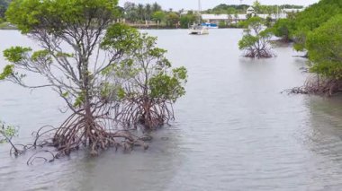Mangrovlar sakin sularda, yumuşak kamera hareketleriyle, Port Douglas, Queensland 'da dingin doğal güzellikleri sergiliyorlar.