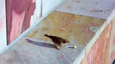 Serçe, Victoria Devlet Kütüphanesi 'nde çıkıntıyı keşfediyor