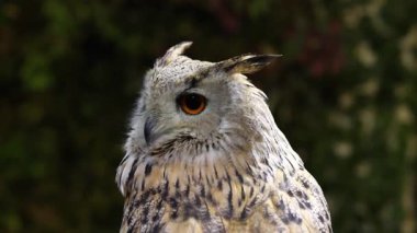 Baykuş başını çeviriyor, çevreyi yakından izliyor.