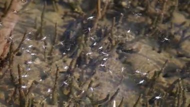 Güneş ışığı akan bir nehrin yüzeyine yansıyor.