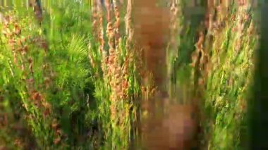 Melbourne 'un Plume Rush' ındaki yoğun bitki örtüsünü keşfediyor