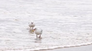 İki kırmızı gagalı martı kıyı boyunca şakalaşarak yürüyor. Bulutlu aydınlatma sakin bir kıyı atmosferi yaratır