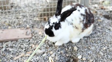 Tavşan markette yemek yiyor.