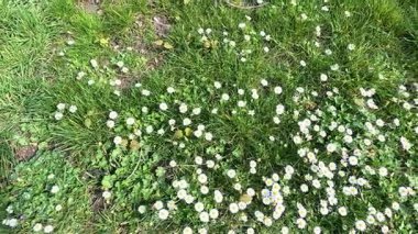 Çiçek açan papatyalar yemyeşil bir bahçede