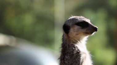 Melbourne Hayvanat Bahçesi 'nde mirket alarmı.