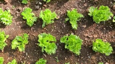 Serada yetişen marul fideleri.