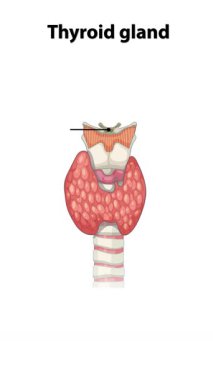 Etiketli parçalarla tiroid bezi anatomisini gösteren animasyon, yapı ve fonksiyonları açık ve eğitici bir şekilde vurgulama