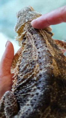 Sakallı bir ejderha kertenkelesi iyi ışıklandırılmış bir ortamda nazikçe tutulur ve okşanır.