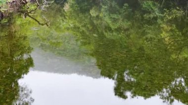 Hava görüntüleri, yemyeşil yemyeşil ve doğal ışık altında sakin yansımaları olan sakin bir yağmur ormanı nehri yakalıyor.