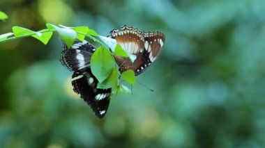 Yapraklı bir dalda etkileşen iki kelebek.
