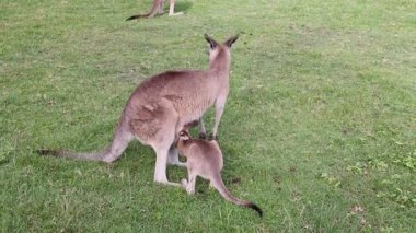Kangurular otlak bir alanda etkileşim halindedirler.