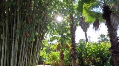 Bambu ve palmiye ağaçlarının arasından süzülen güneş ışığı