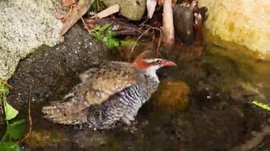 Küçük bir gölde banyo yapan bir kuş.