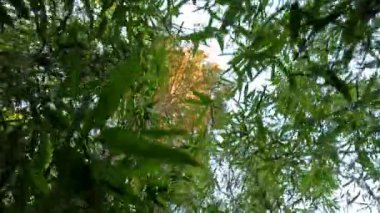 Yoğun bambu yapraklarına bakıyorum.