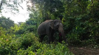 Bir fil yoğun yeşil yapraklar arasında hareket eder..