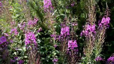 Çiçekler açıyor yemyeşil bir bahçede