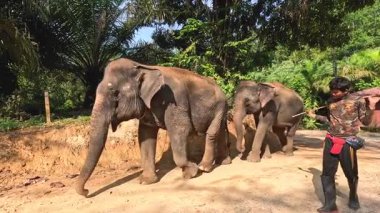 Bir yol boyunca iki file rehberlik eden biri.