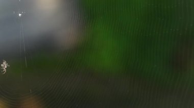 Örümcek ağı, doğal ayarı, hızlandırılmış zamanı oluşturur