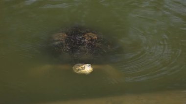 Bir kaplumbağa ortaya çıkar ve bir gölete batar..