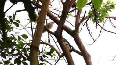 Balıkçıl Vietnam 'da dalların arasına tünemişti.